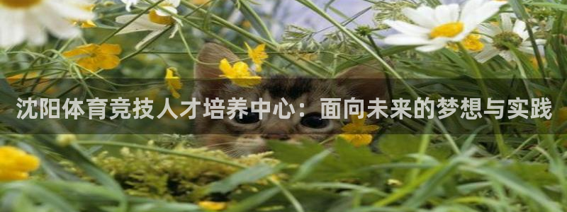 急速体育nba直播在线观看：沈阳体育竞技人才培养中心：面向未来的梦想与实践